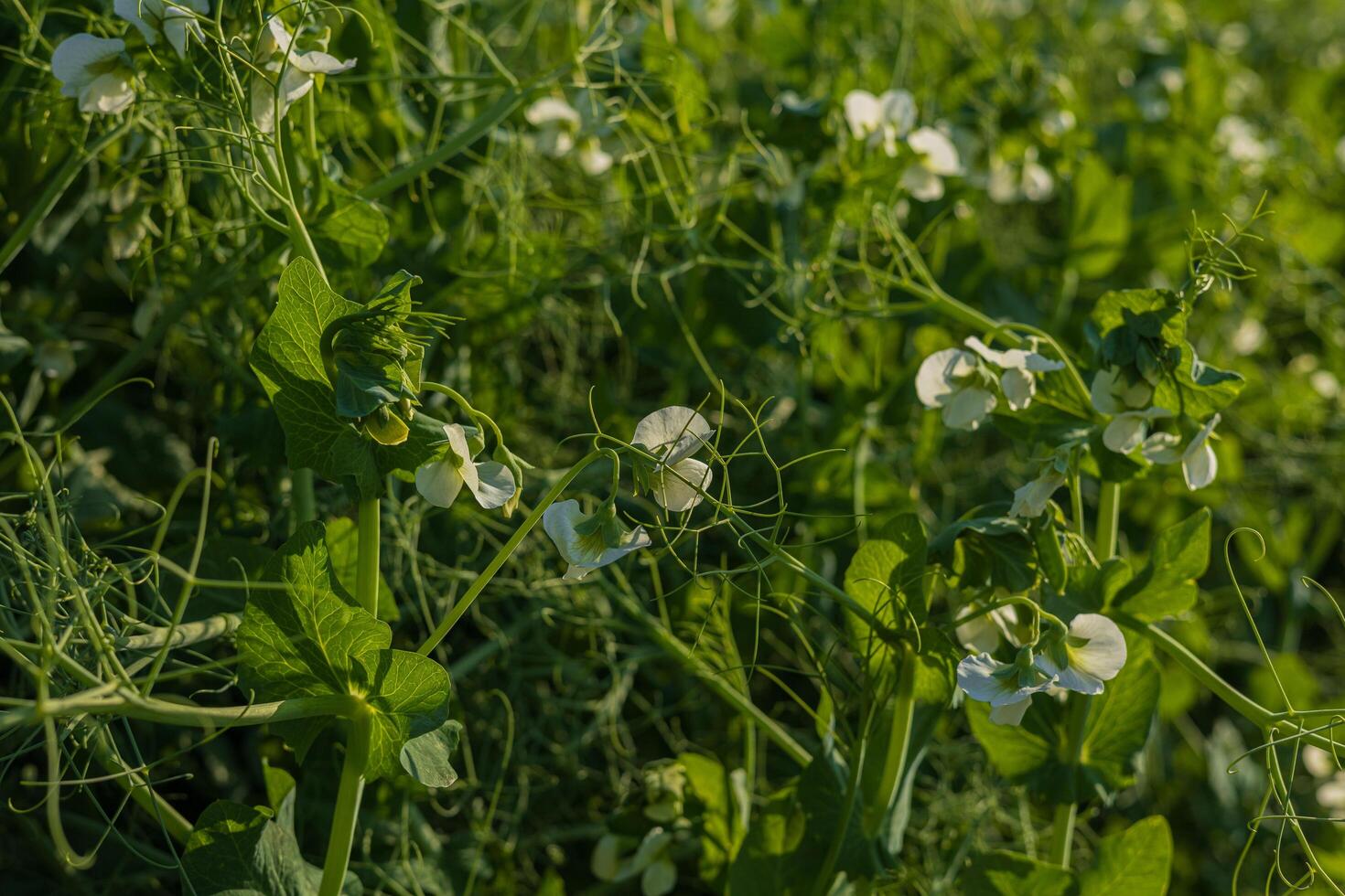 Lush green pea plants flourish with delicate white blossoms under the warm sun, thriving in a vibrant garden setting photo