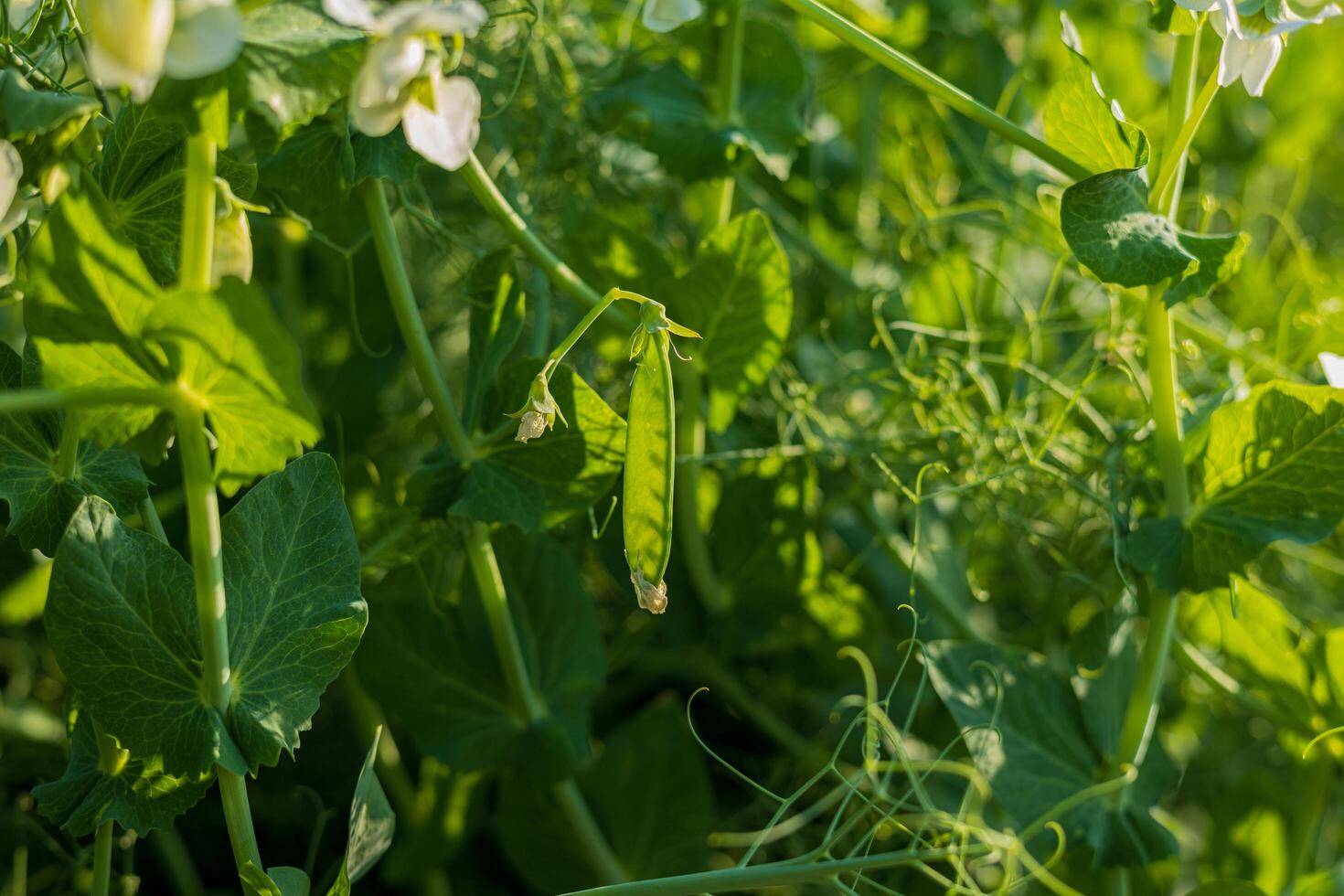 Bright green pea pod hangs from a healthy plant in a lush garden, surrounded by vibrant leaves and delicate flowers during spring photo