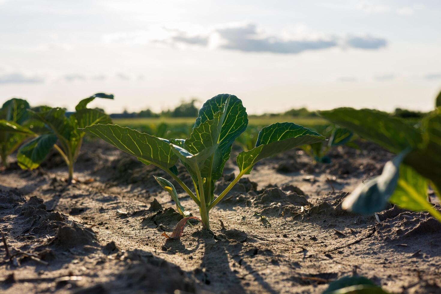 Cabbage plants sprout from rich soil in a farm field, thriving under the warm sunlight and clear skies photo