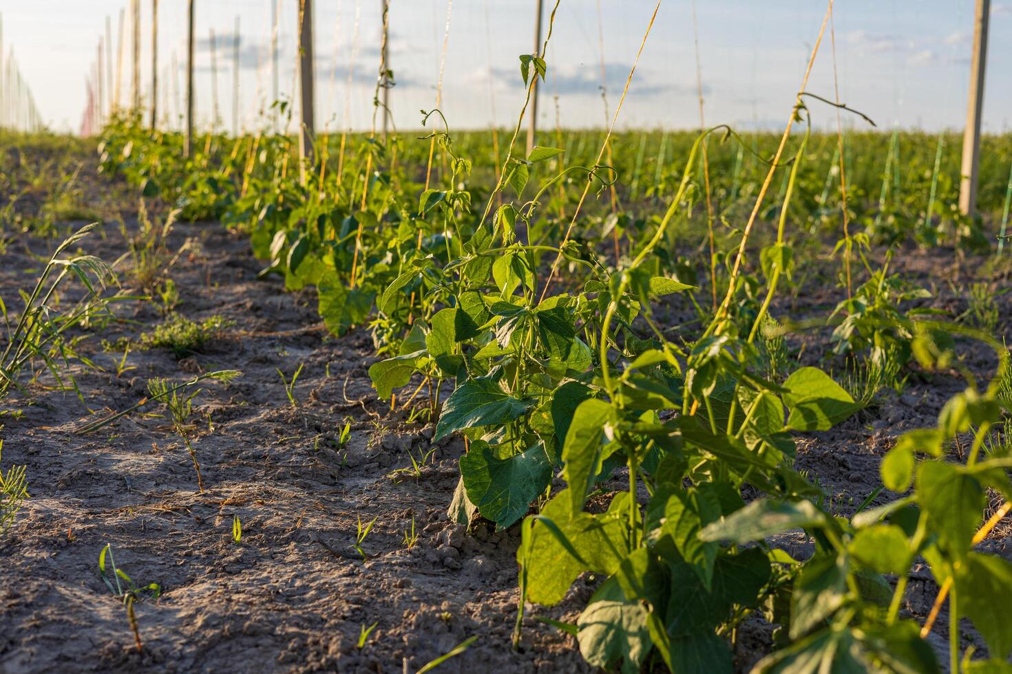 Healthy bean plants grow in straight rows within a vast field, basking in the warm sunlight during the day photo