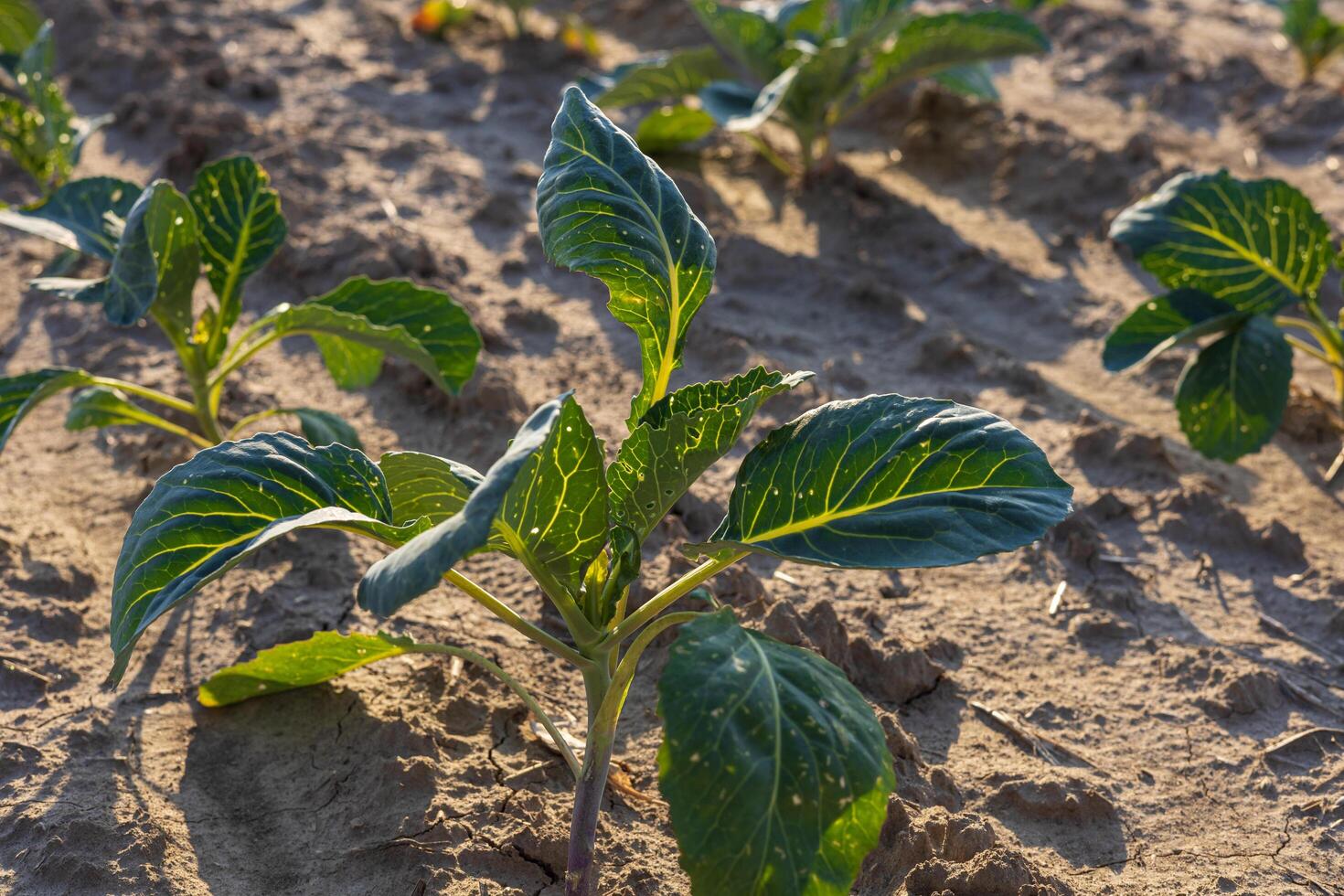 Young cabbage plants sprout from the soil, basking in warm sunlight on a farm field during the early morning hours photo