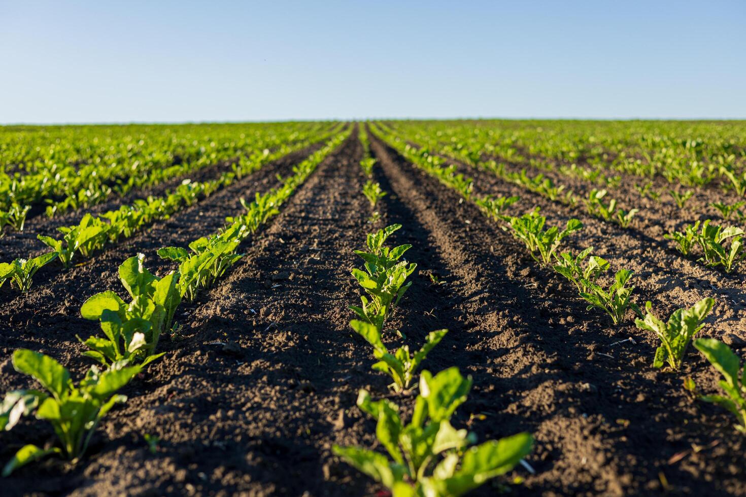 Rows of flourishing sugar beet seedlings stretch across the field, reaching toward the endless blue sky on a sunny day photo