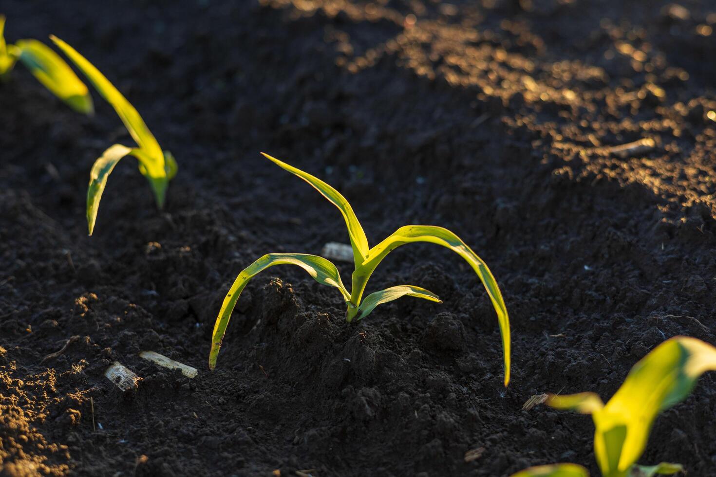 Young corn plants emerge from dark, fertile soil, reaching eagerly toward the clear sky during a sunny day, symbolizing growth and potential photo
