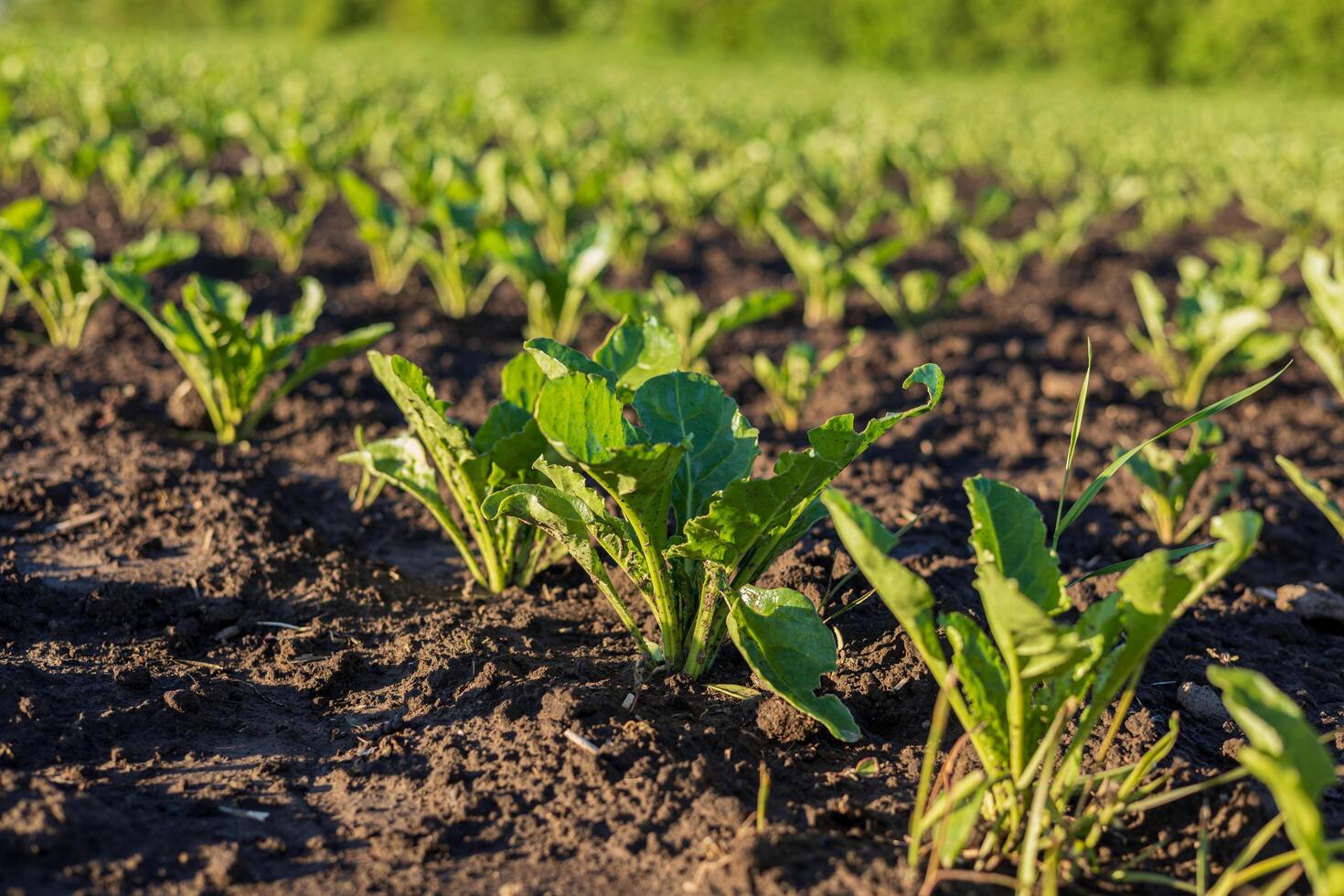 Green sugar beet seedlings thrive in rich, dark soil, soaking up sunlight in a fertile field during the vibrant growth season photo