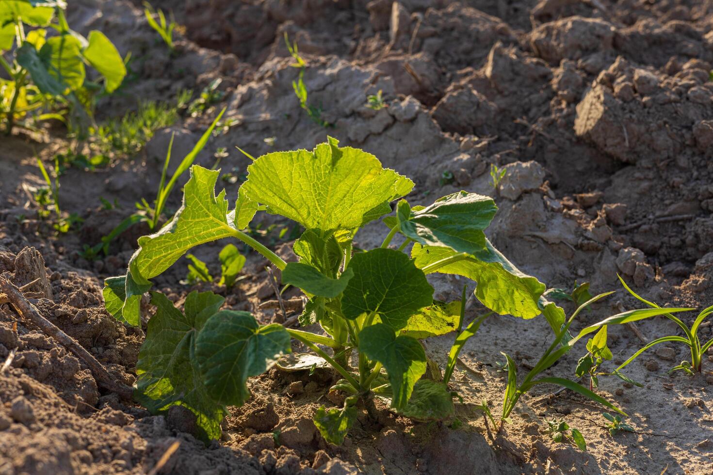 Vibrant green leaves of a young pumpkin plant thrive in a sunlit field, showcasing the beauty of crop growth during autumn photo