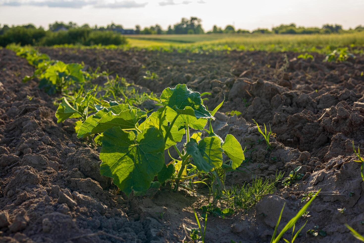 Young pumpkin plants thrive in a fertile field, basking in the warm sunlight of a bright day while surrounded by green vegetation photo