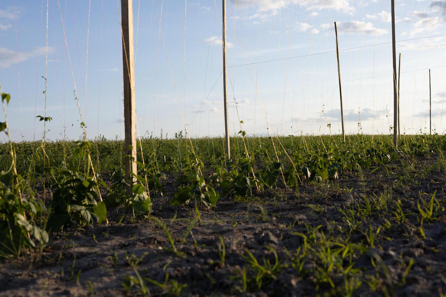 Bean plants thrive in a well-maintained field under a clear sky, supported by wooden poles designed for growth assistance photo