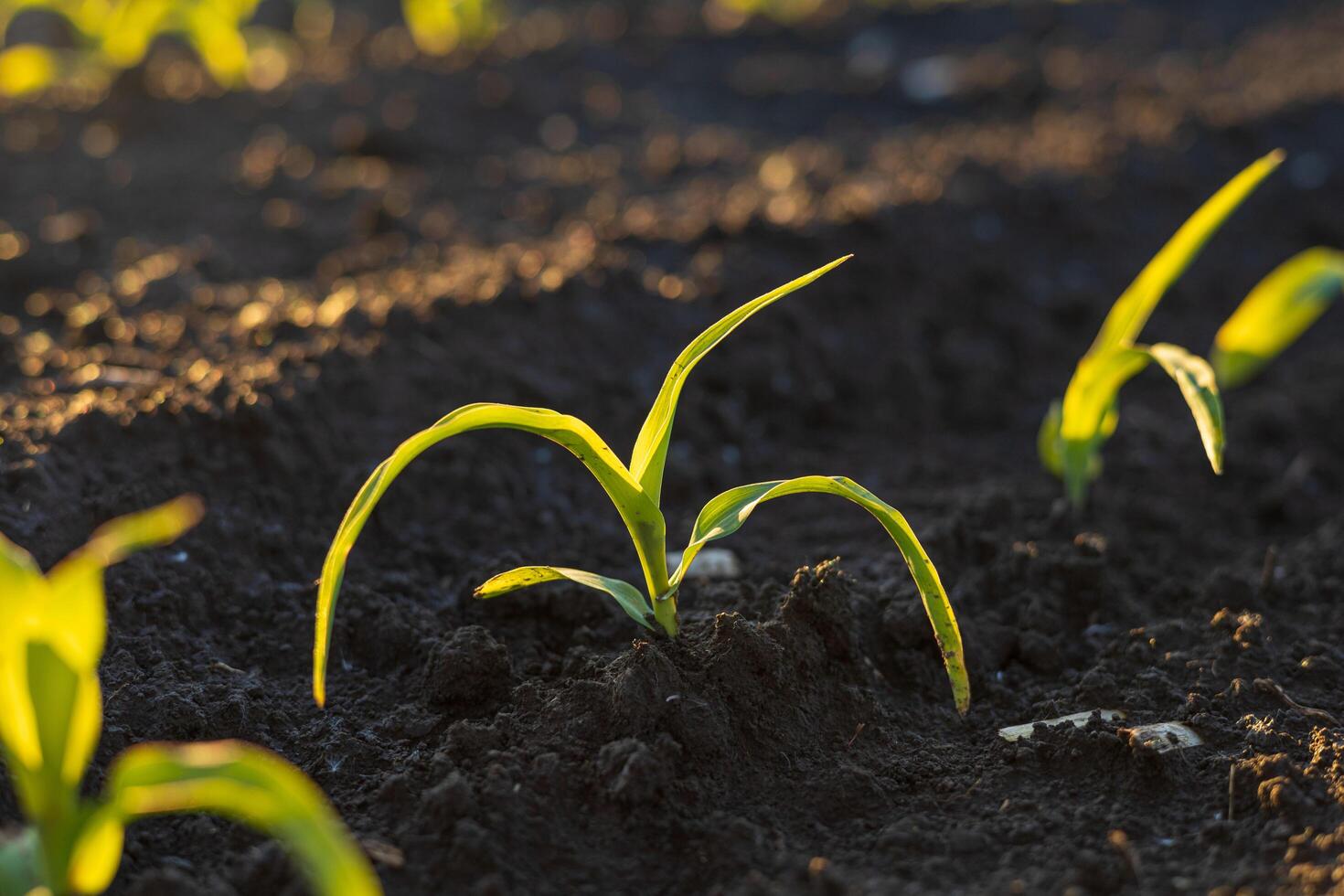 Green corn plants push through the soil, basking in the early morning sunlight, signaling the promise of a fruitful harvest ahead photo