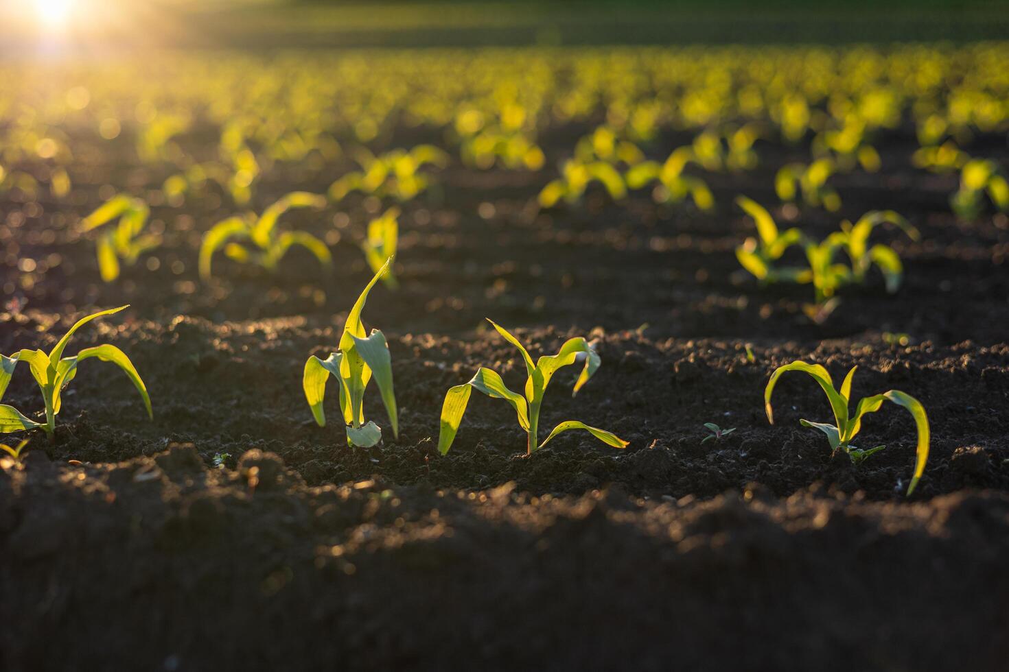 Corn sprouts emerge from rich soil, illuminated by warm sunlight during a tranquil morning, signaling the start of growth and abundance photo