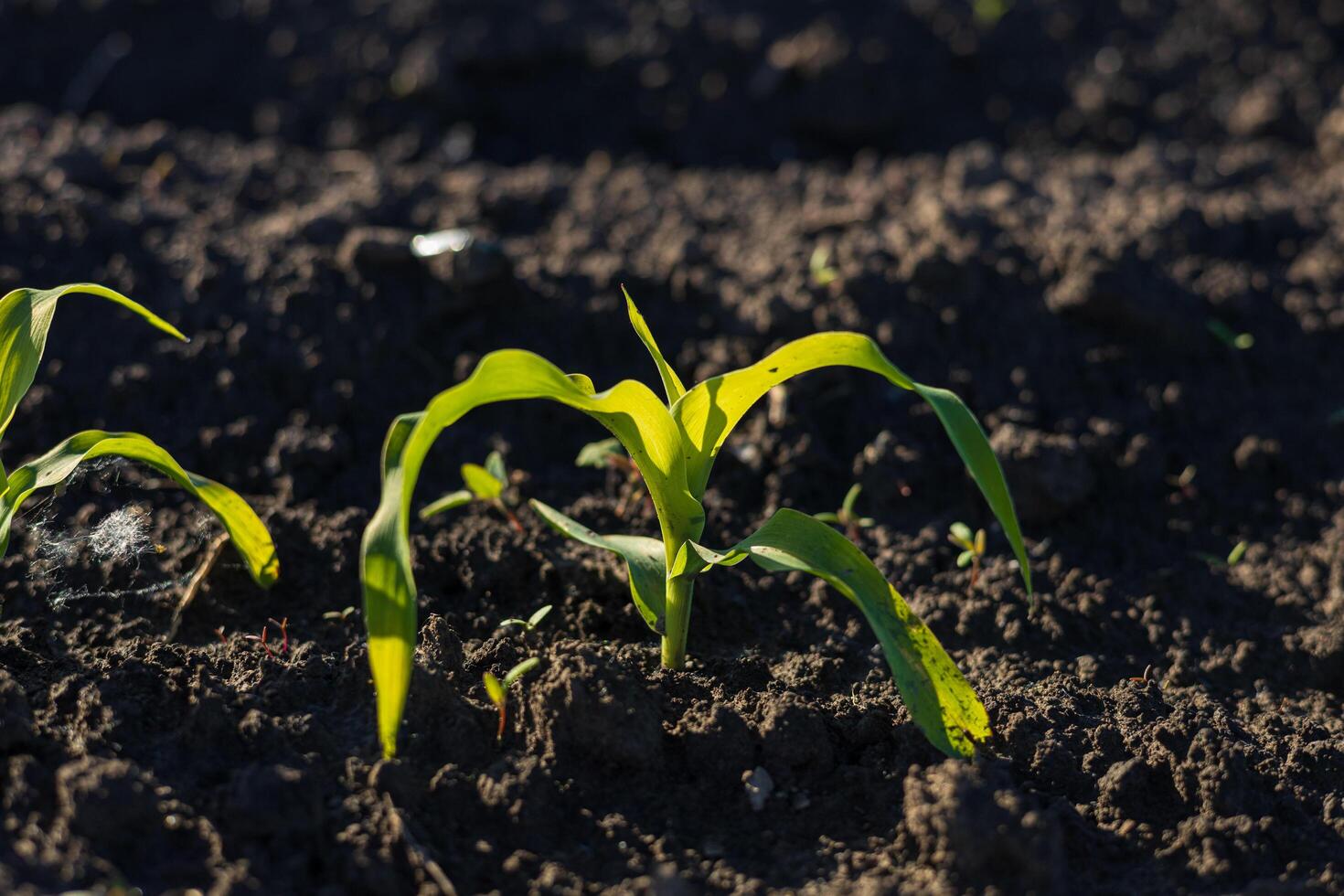 Delicate young corn plants break through rich, dark soil, stretching their vibrant leaves towards the golden sunlight, signaling new growth photo