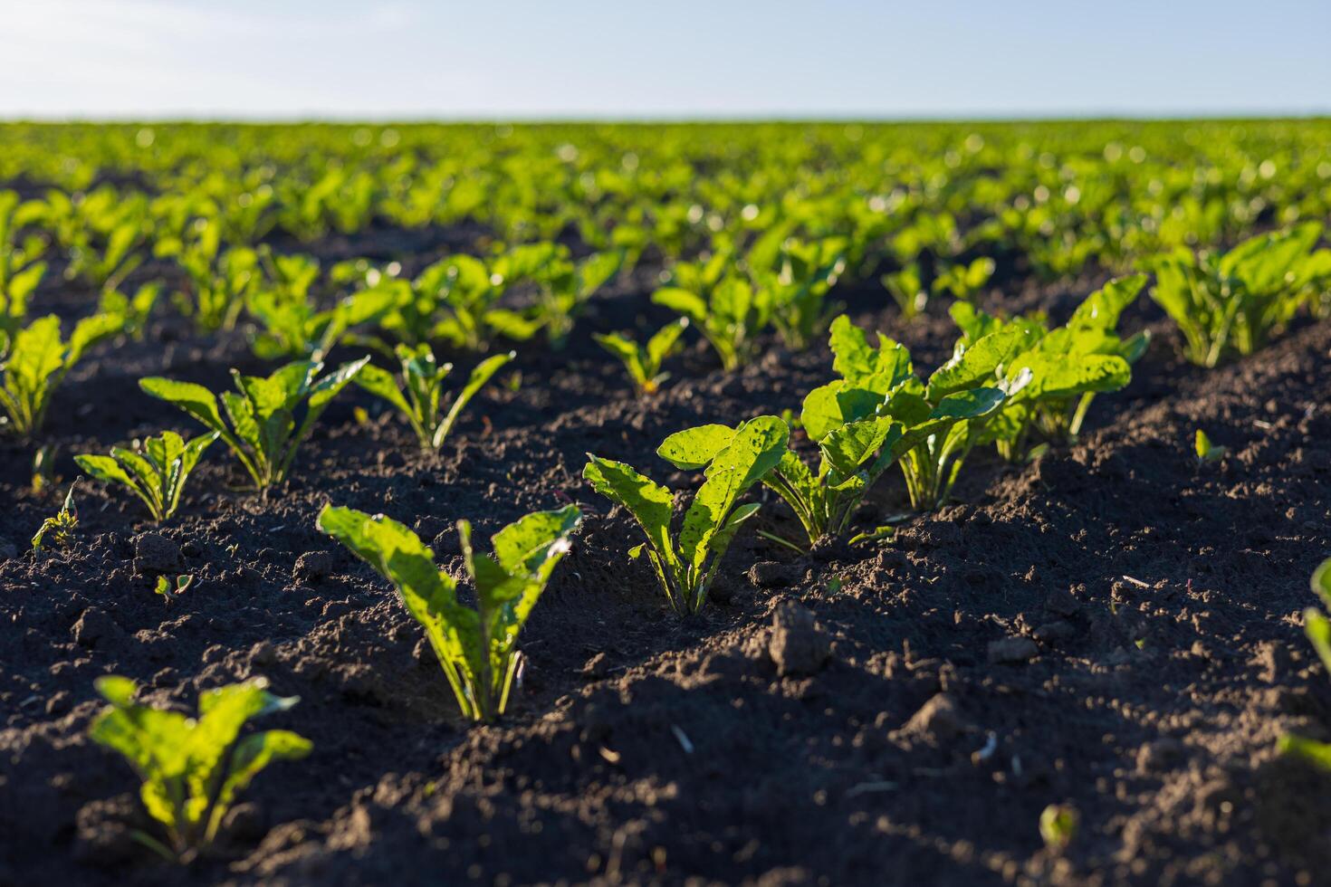 Lush green sugar beet seedlings stretch upwards in rich dark soil, basking in the warm sunlight of a beautiful day photo