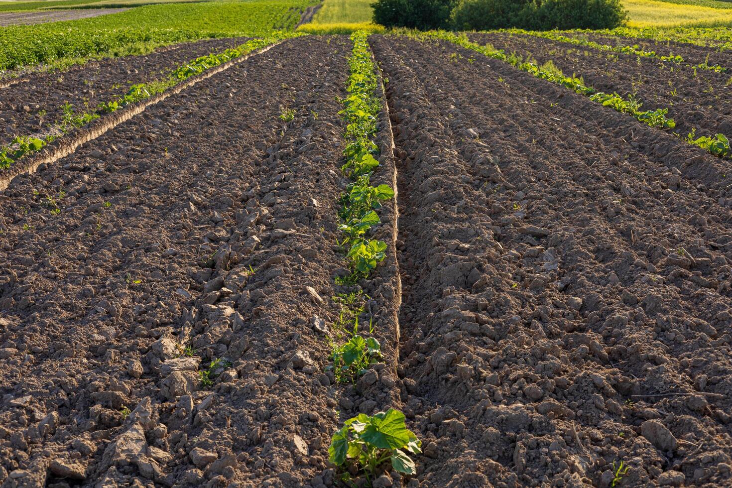 Rows of freshly tilled earth highlight the pumpkin plants thriving under the sun, showcasing nature's beauty in an agricultural setting photo