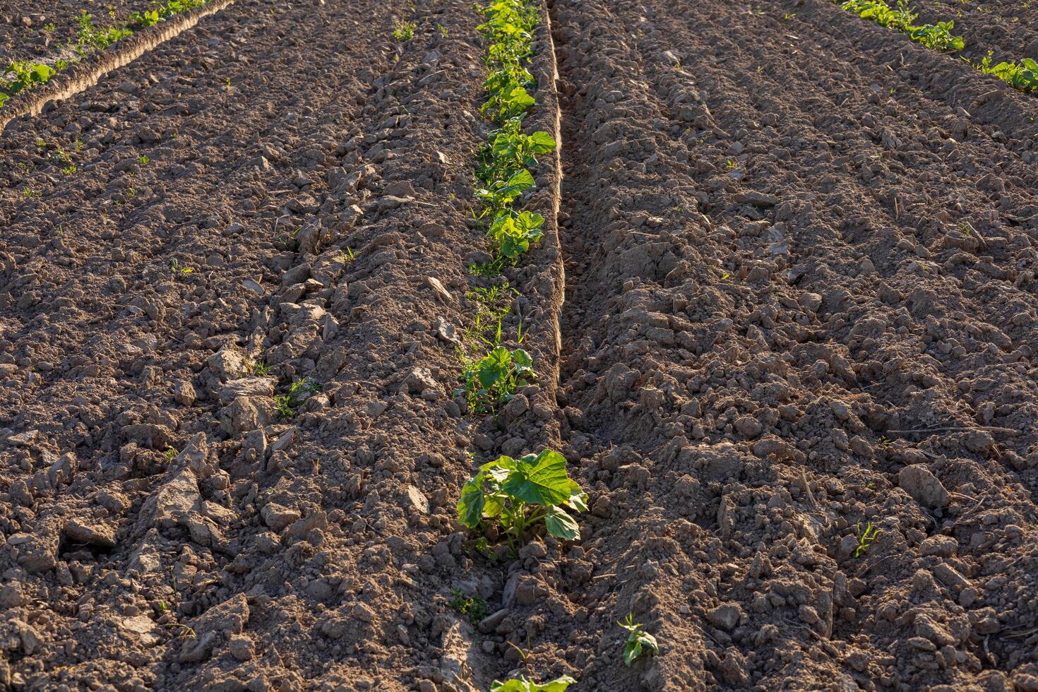 Rows of young pumpkin plants spread across a newly prepared field, showing fresh soil and growing vegetation under the sun photo