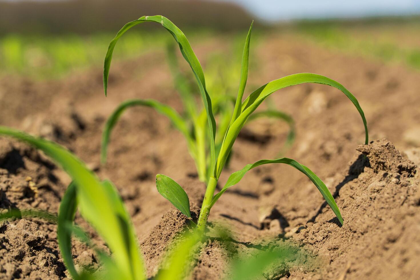 Young sprout of corn growing in soil photo