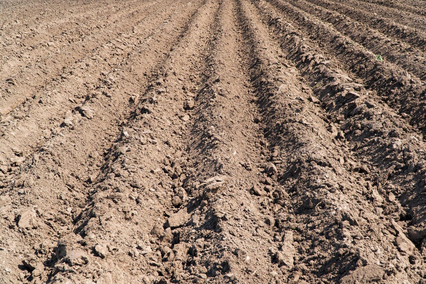 Plowed field. Agricultural field with even rows photo