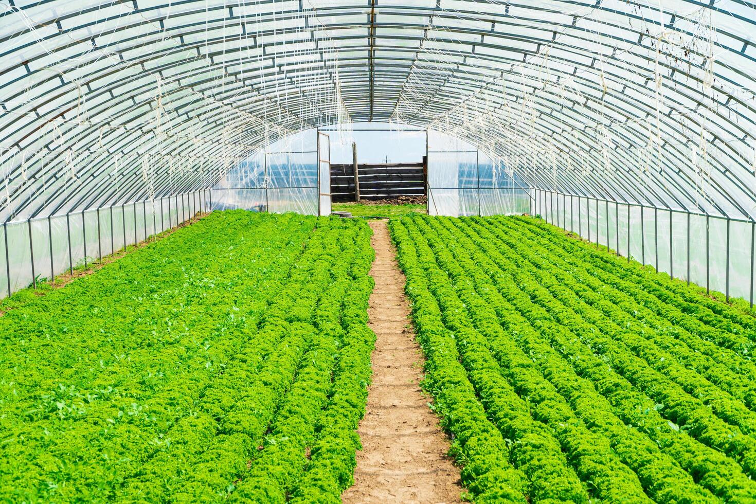 Interior of an agricultural greenhouse or tunnel photo