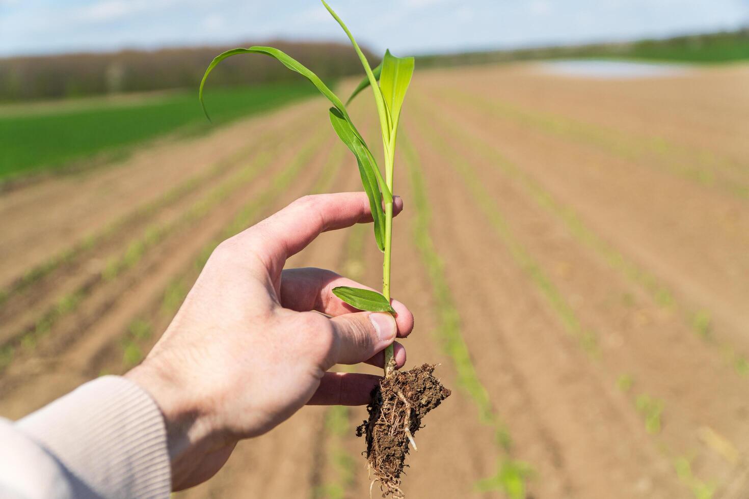 Farmer in a field holding green corn sprouts in his hands. Growing corn photo
