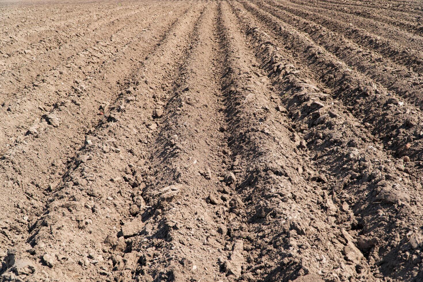 A beautifully plowed field. A plowed field in spring photo