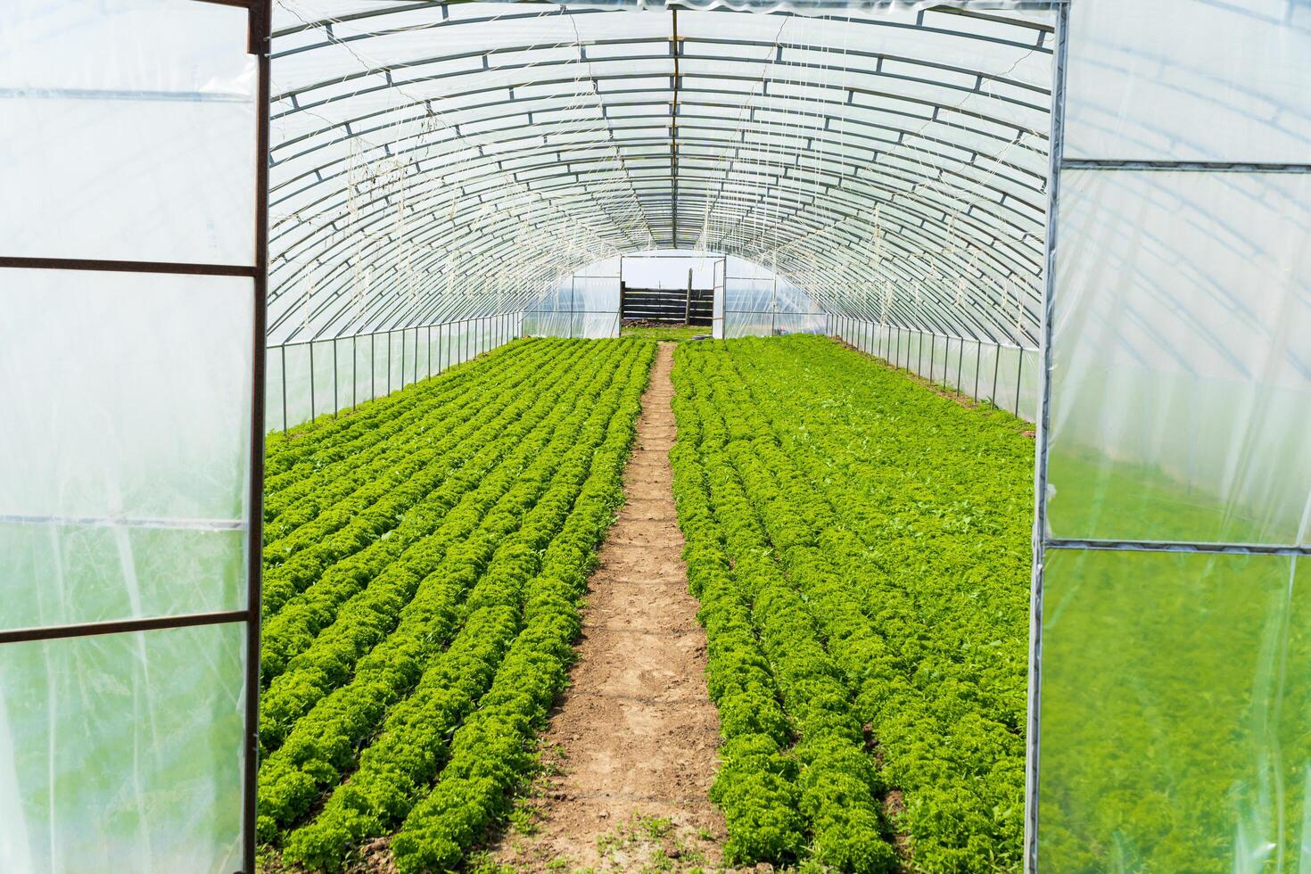 Greenhouse with vegetables. Big industrial greenhouse. Organic greenhouse photo