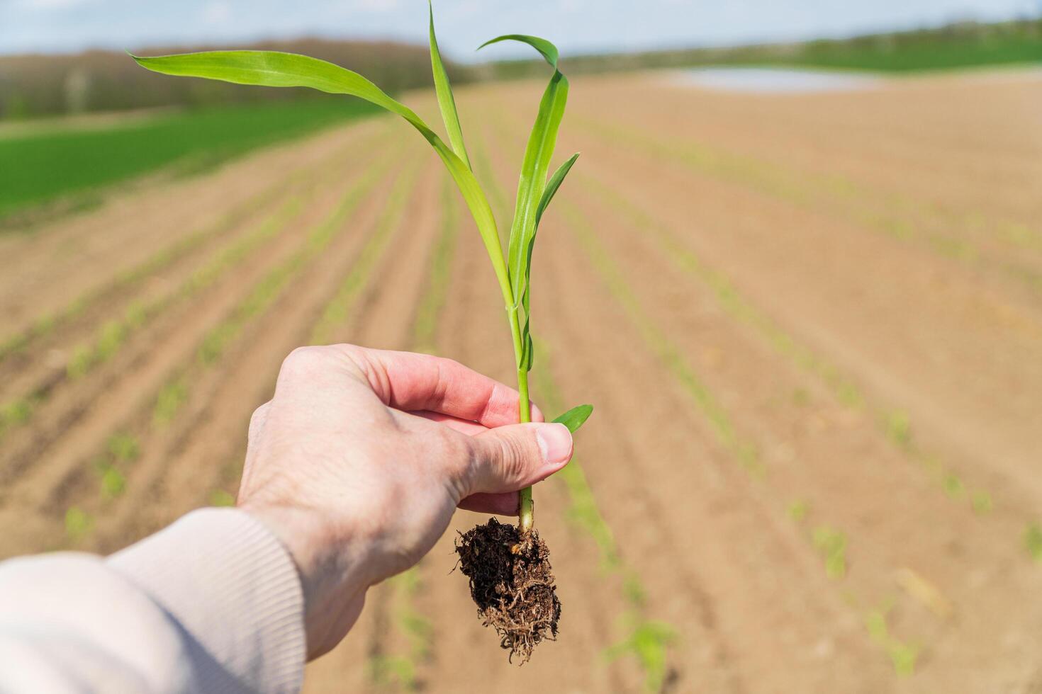 Farmer in a field holding green corn sprouts in his hands. Growing corn. Concept of farming and planting photo