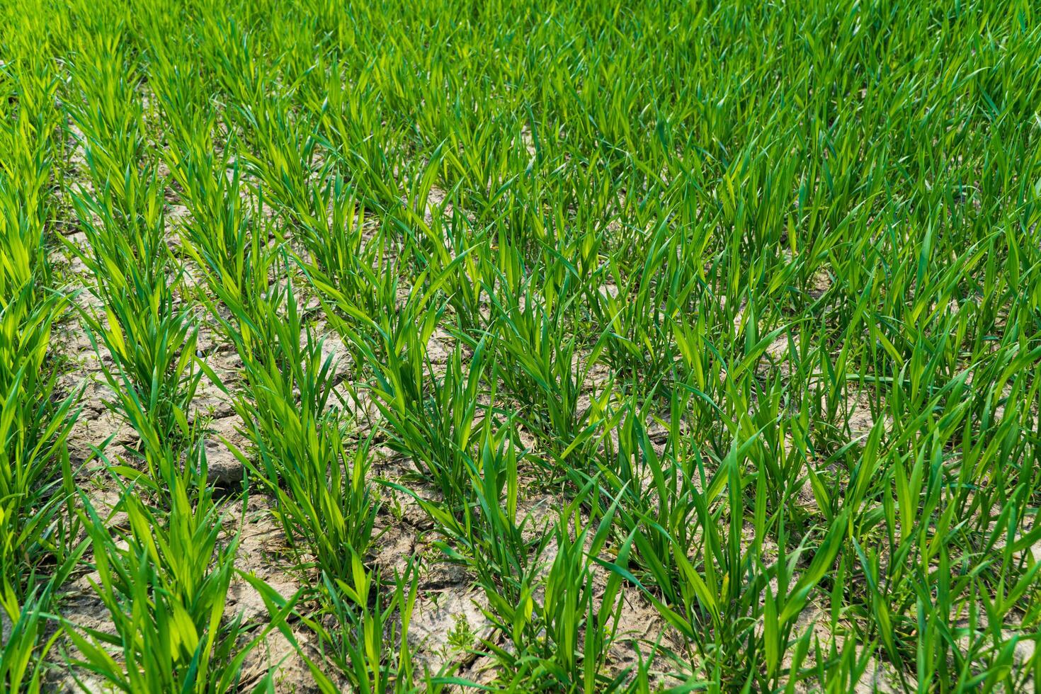 Young wheat seedlings grow in the field. Agriculture, cereal farming, wheat and barley production photo