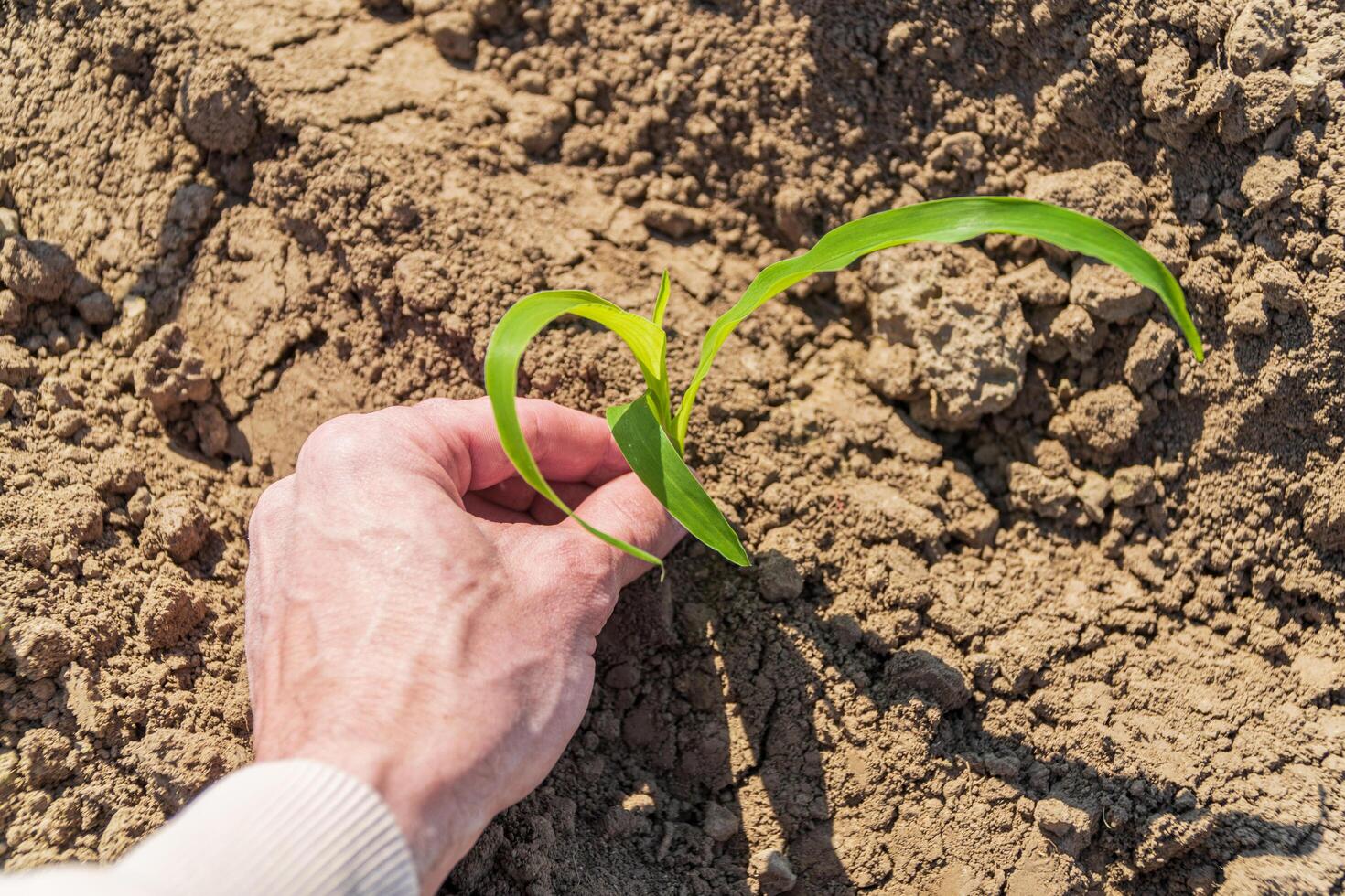 A farmer holds a sprout of green corn growing in the soil. Growing corn. Concept of farming and planting photo
