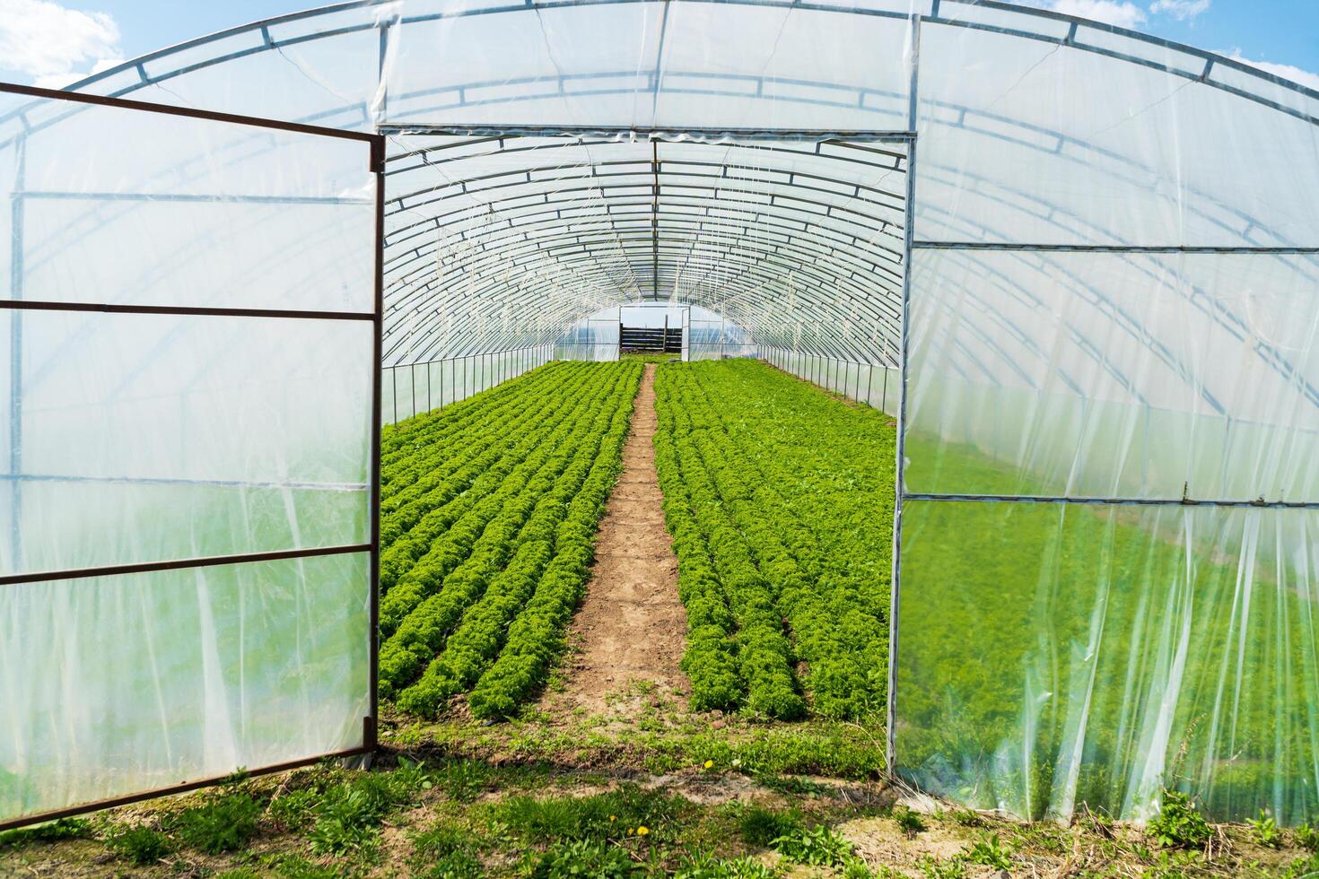 Polyethylene greenhouse. Lettuce grown in the greenhouse. photo