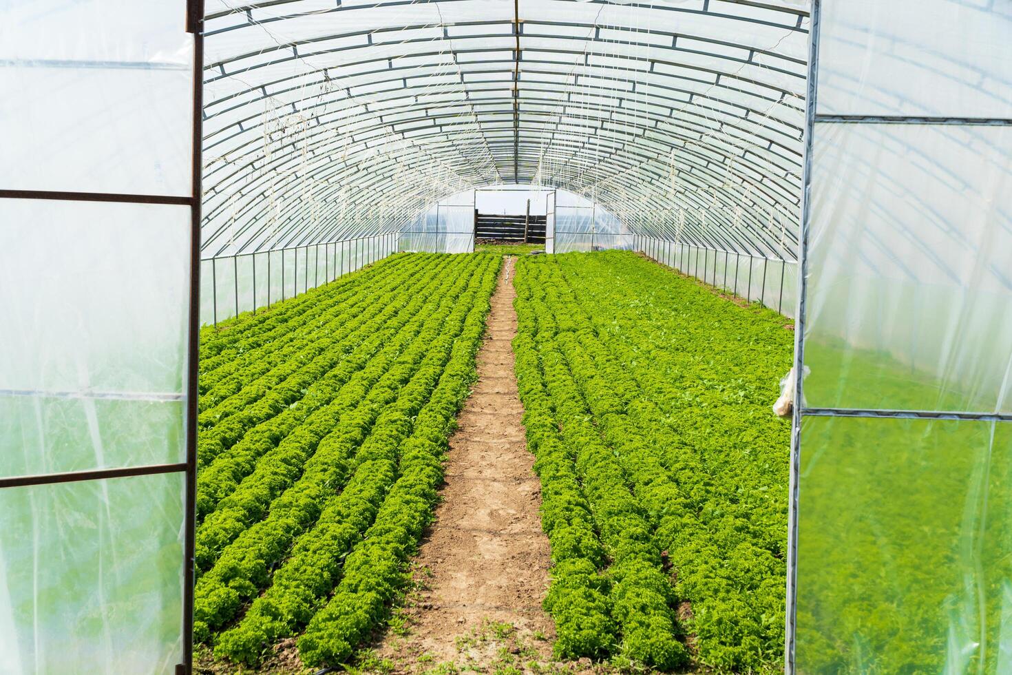 Big industrial greenhouse. Organic greenhouse photo