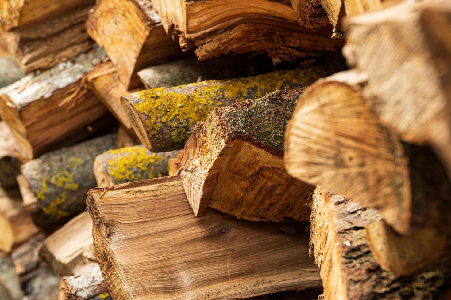 Firewood closeup. Stacking firewood. Preparation of firewood for the winter photo