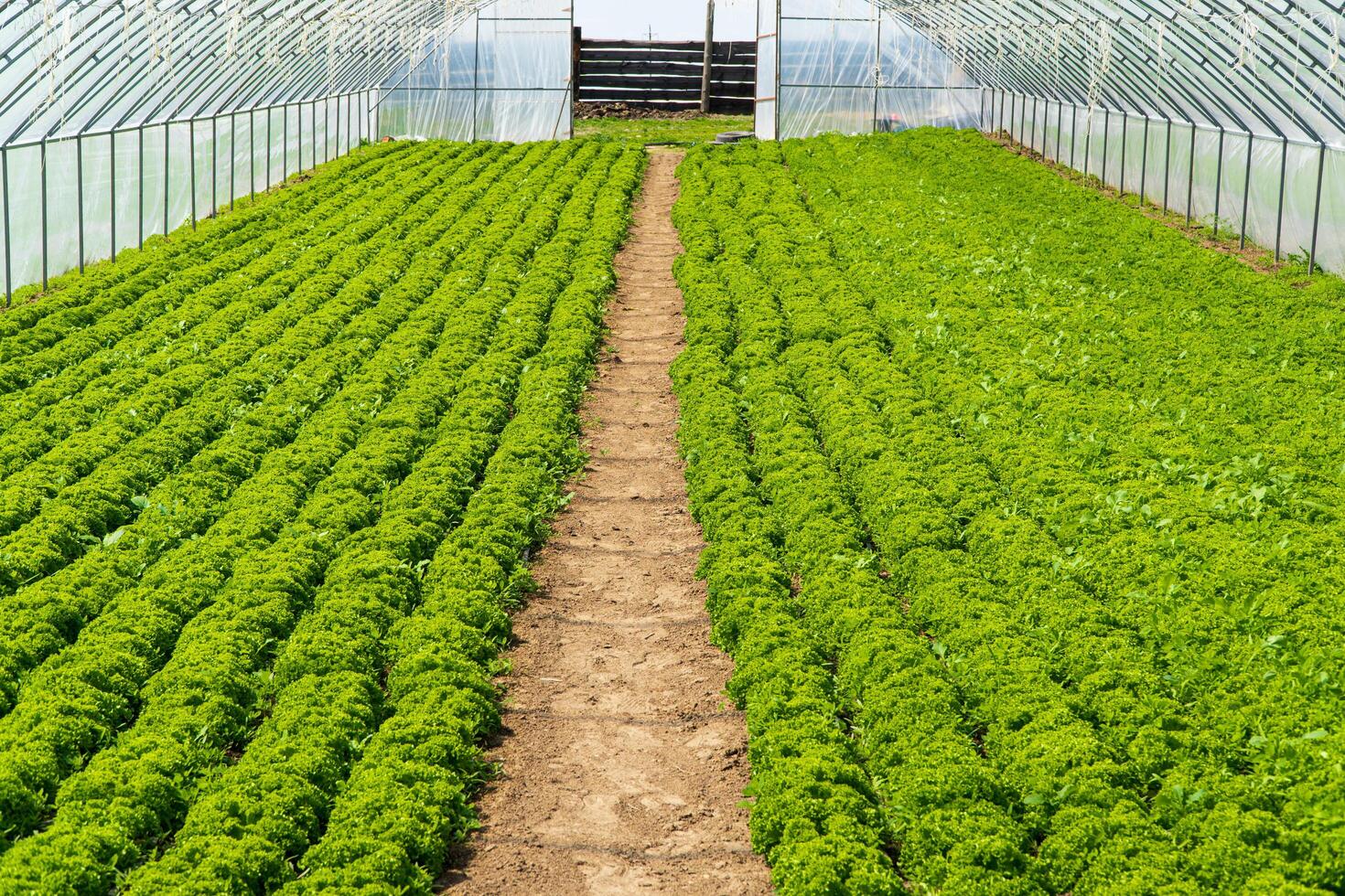 Lettuce grown in the greenhouse. Interior of an agricultural greenhouse or tunnel photo