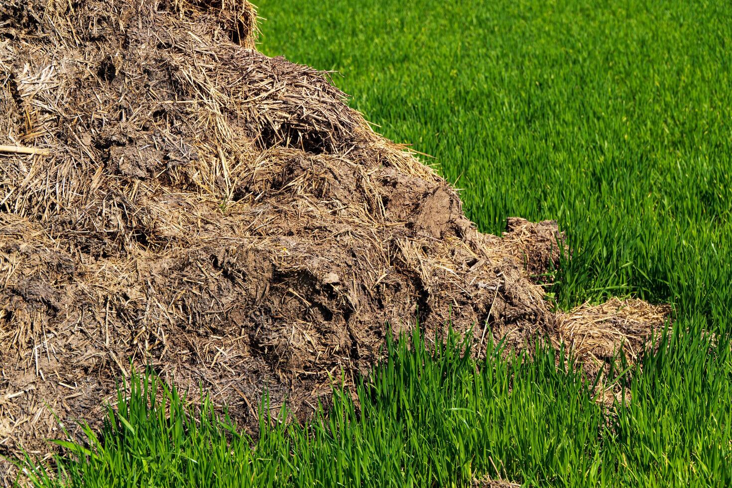 A pile of manure lies on a green field. Close up of pile of manure photo
