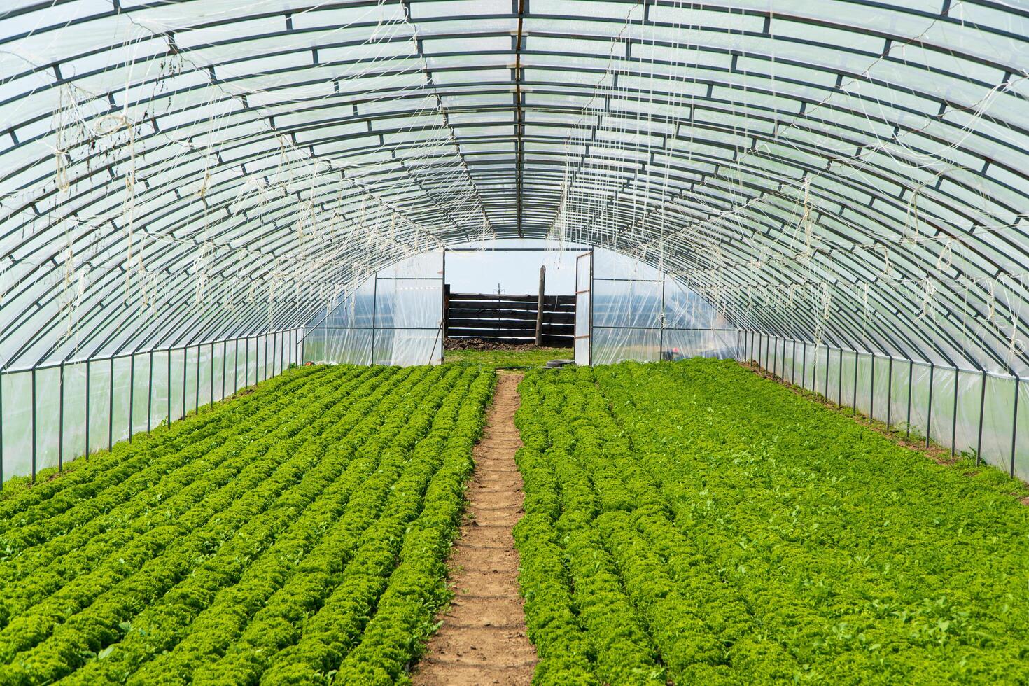 Greenhouse or tunnel with long rows of fresh green salad photo