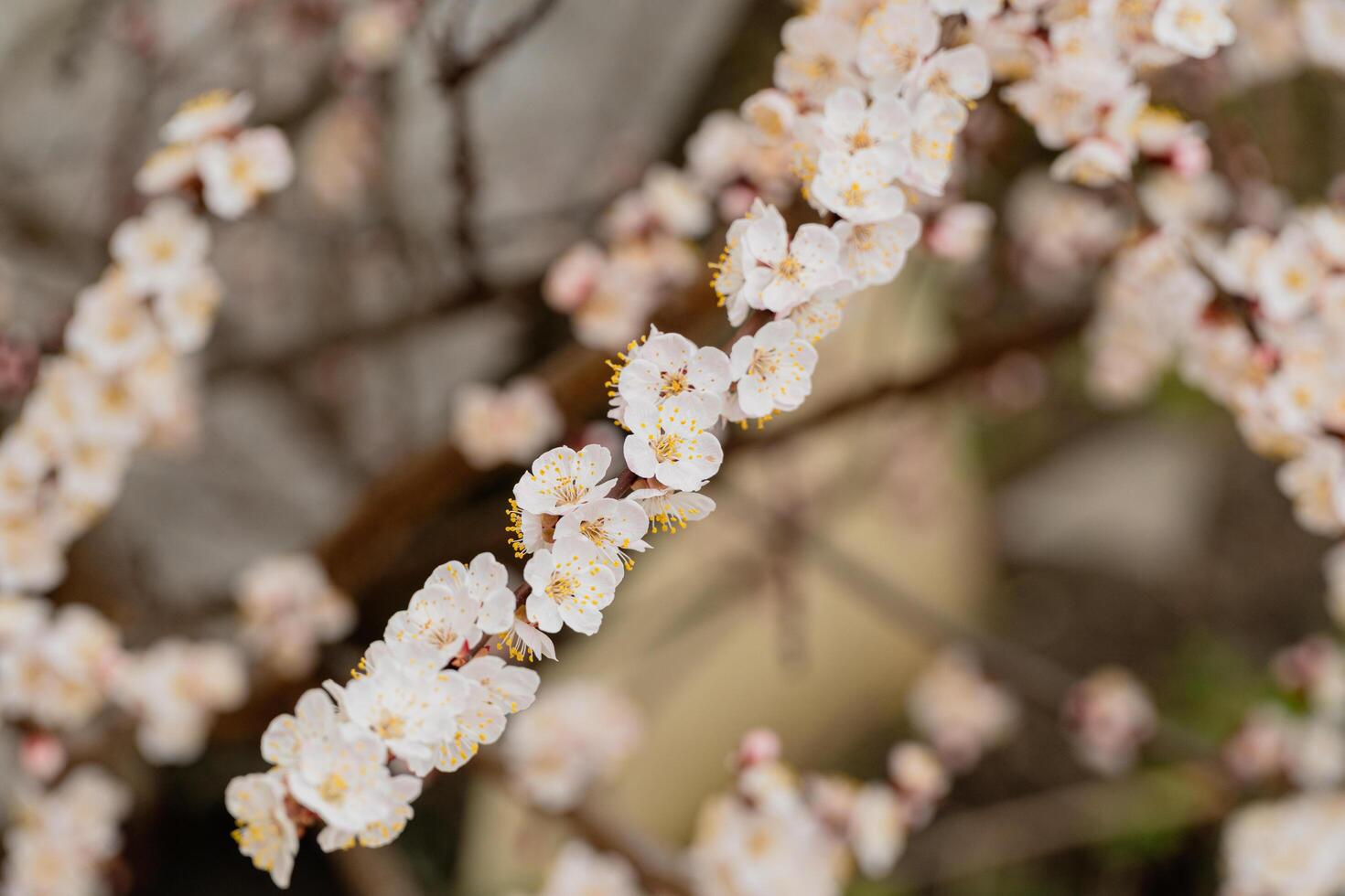 Branch with a lot of white flowers. Spring flowers photo