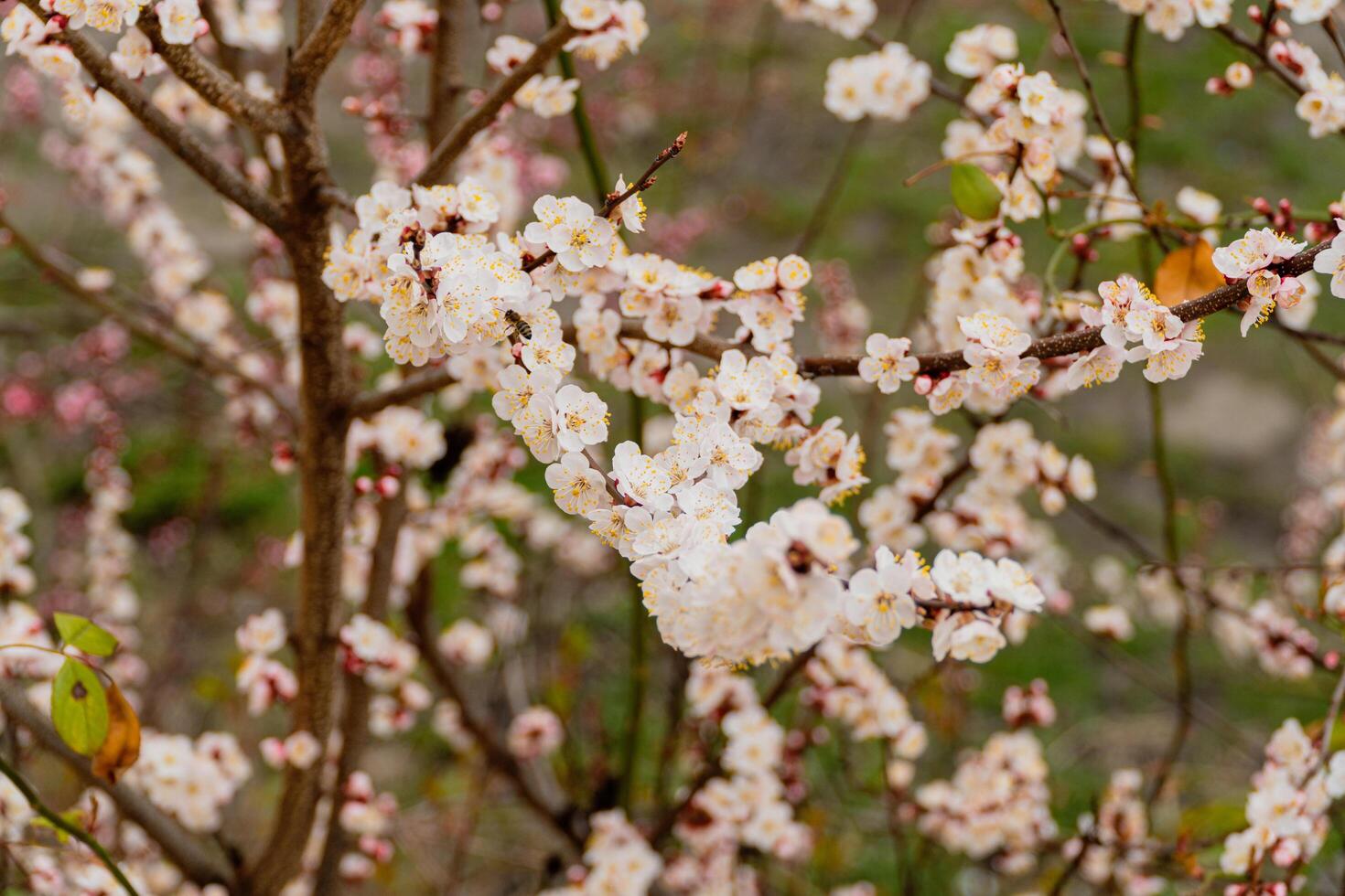 Spring flowering tree branch with white flowers. Apricot. Soft focus photo