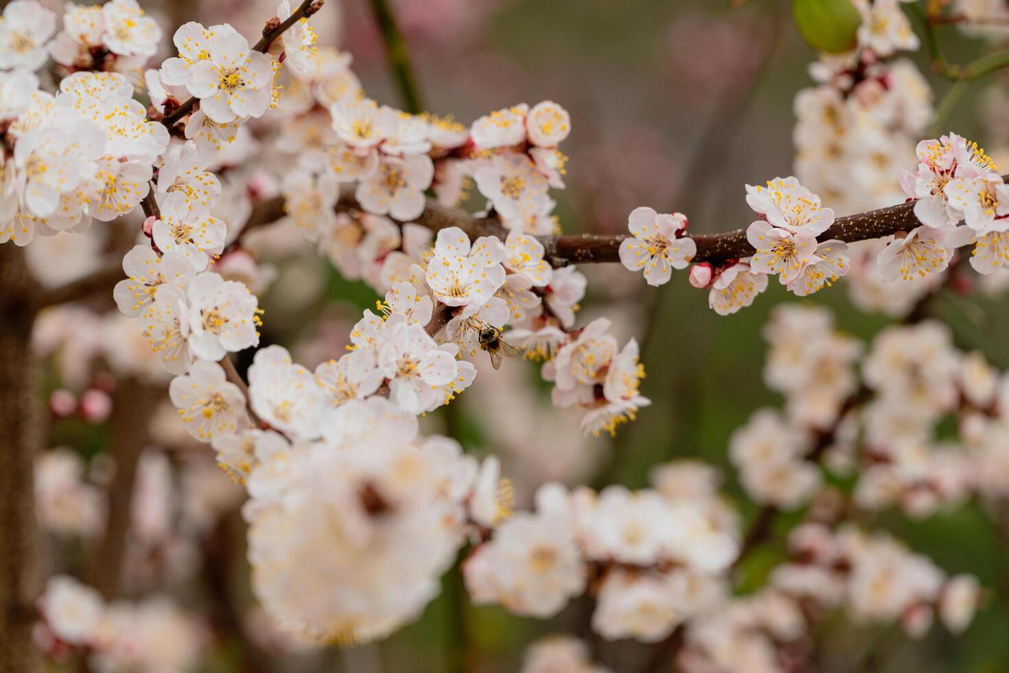Blooming apricot tree in the spring. Honey bee collecting pollen from tree blossom. Close up of white flowers on a tree. Spring flowers. Orchard photo