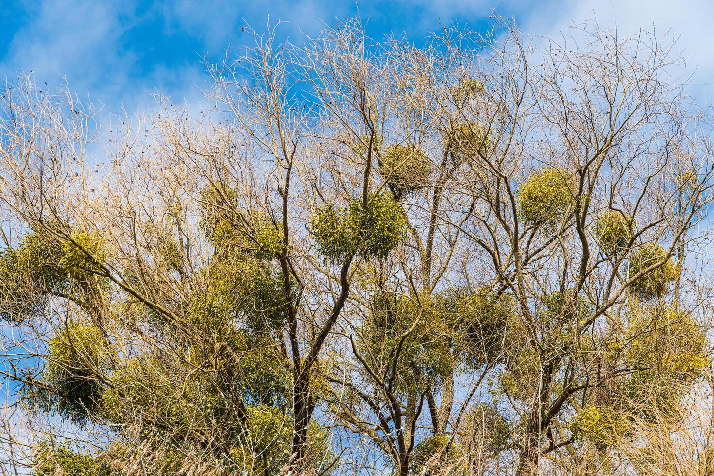 Mistletoe is parasitic plant growing on trees photo