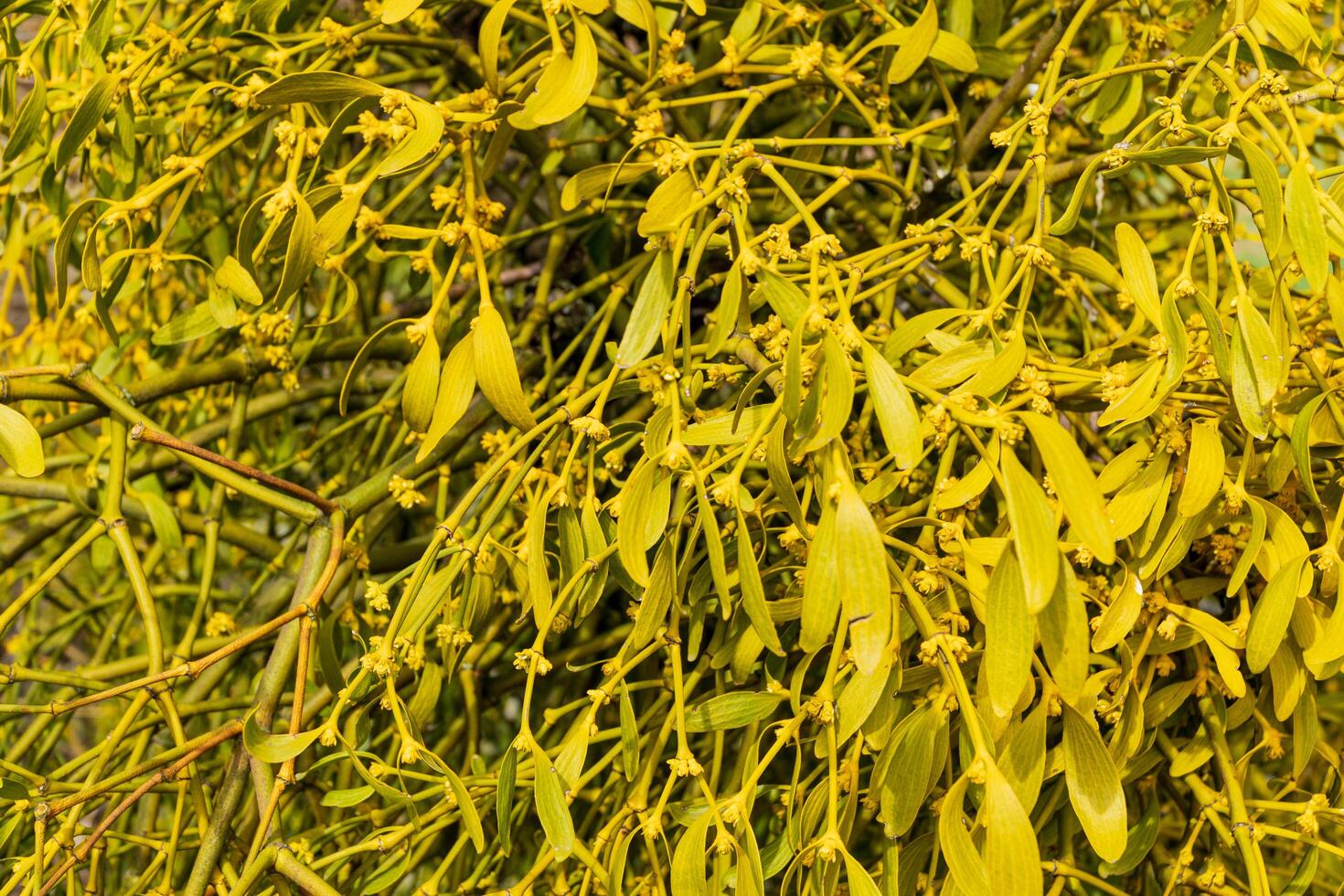 Mistletoe close up. Mistletoe is parasitic plant growing on trees photo