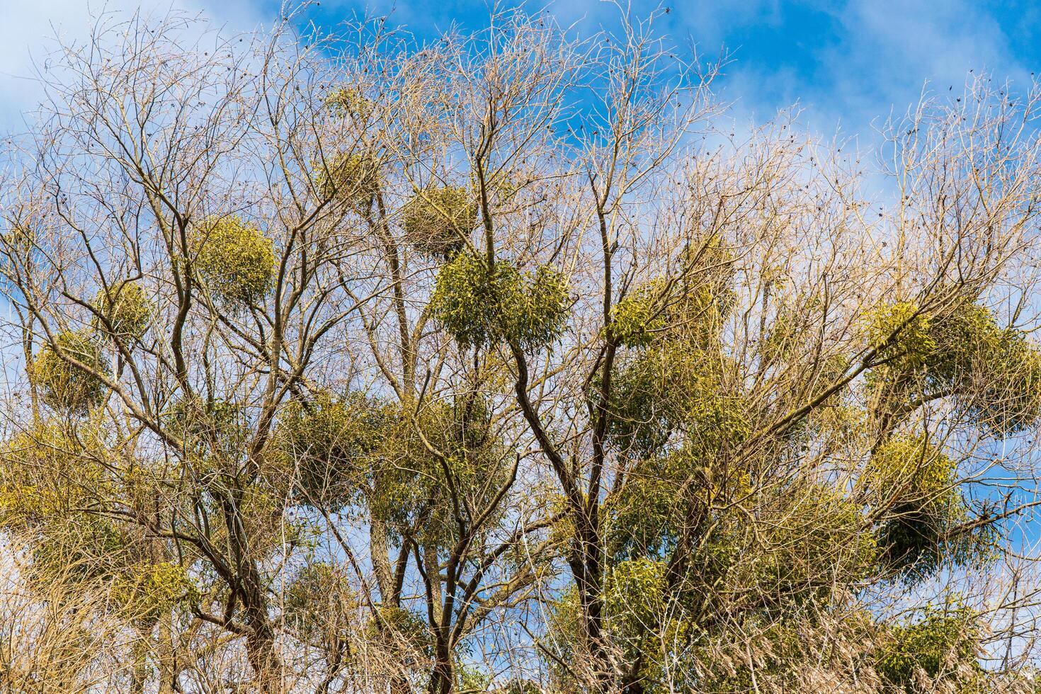 Mistletoe growing on tree. Mistletoe is parasitic plant growing on trees photo