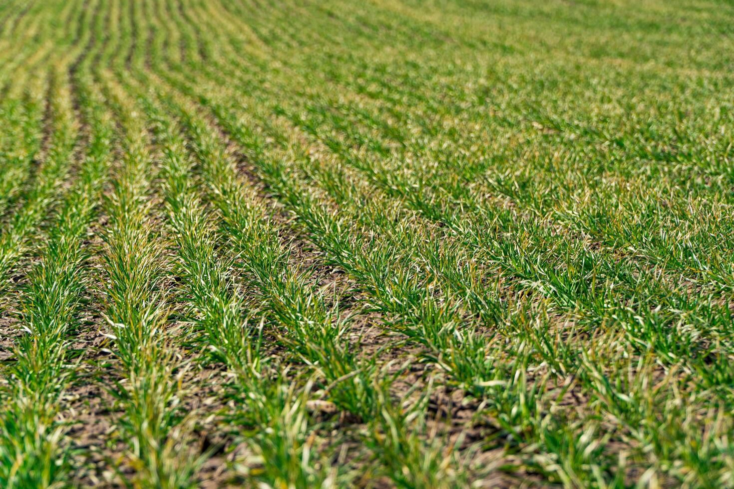 Green wheat grows in rows in the field in early spring. Spring farming concept. Cultivation of plants photo
