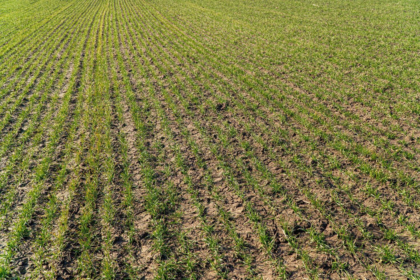 Wheat grows in a field in dry land. Green young shoots of wheat photo
