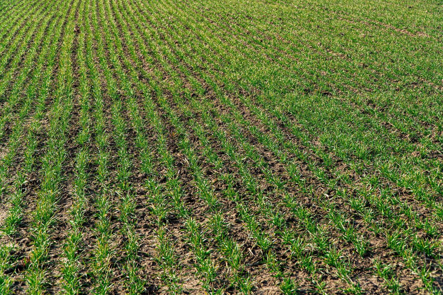 Young green crops of wheat on an agricultural field photo