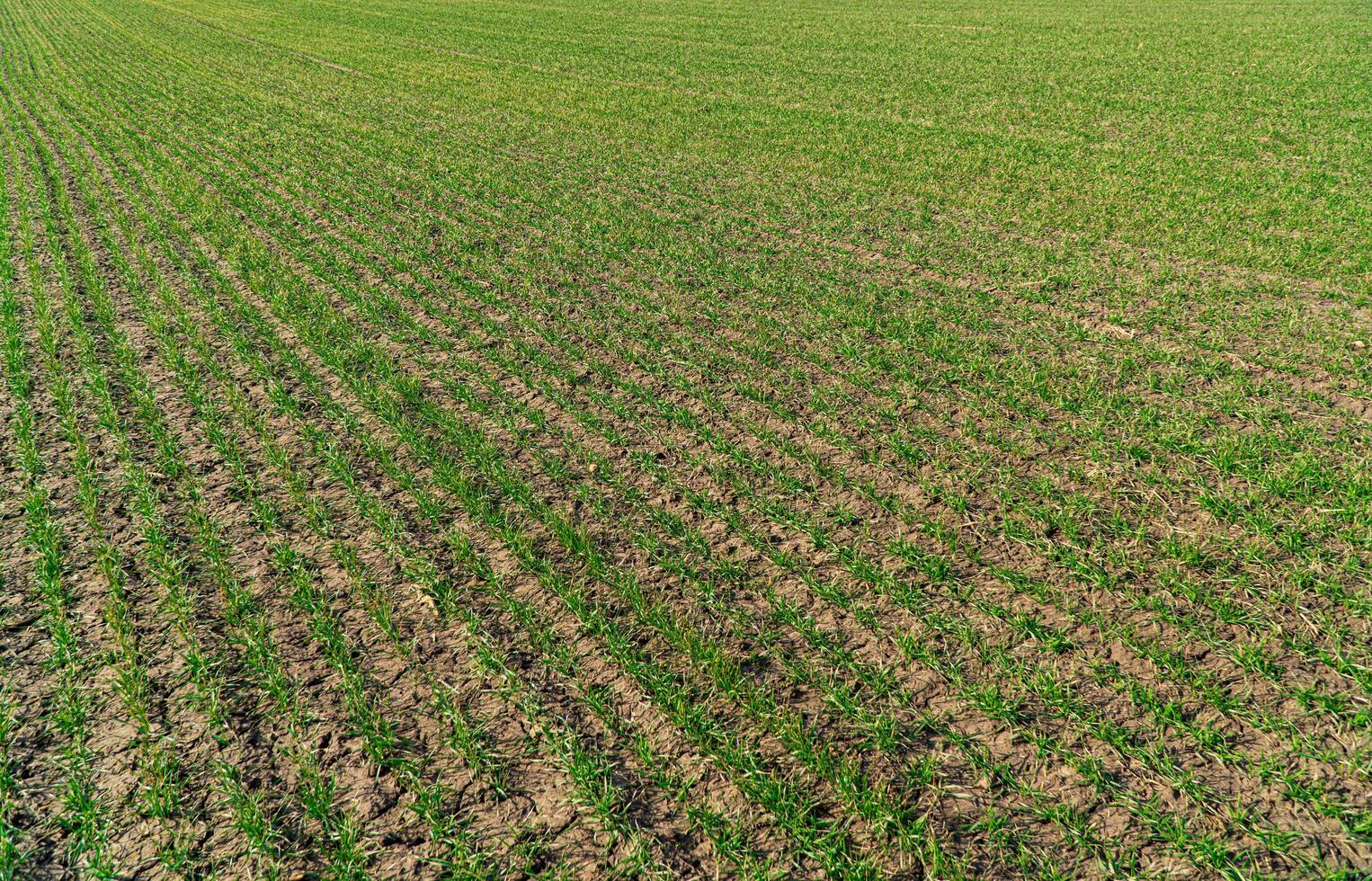Green young shoots of wheat and barley crops in even rows photo
