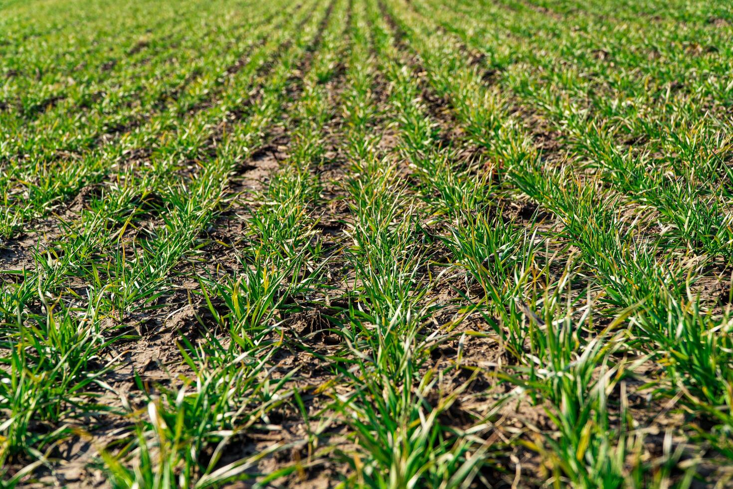 Agricultural field with young green wheat sprouts in early spring. Young sprouts of cereal crop in the field in bright sunlight. photo
