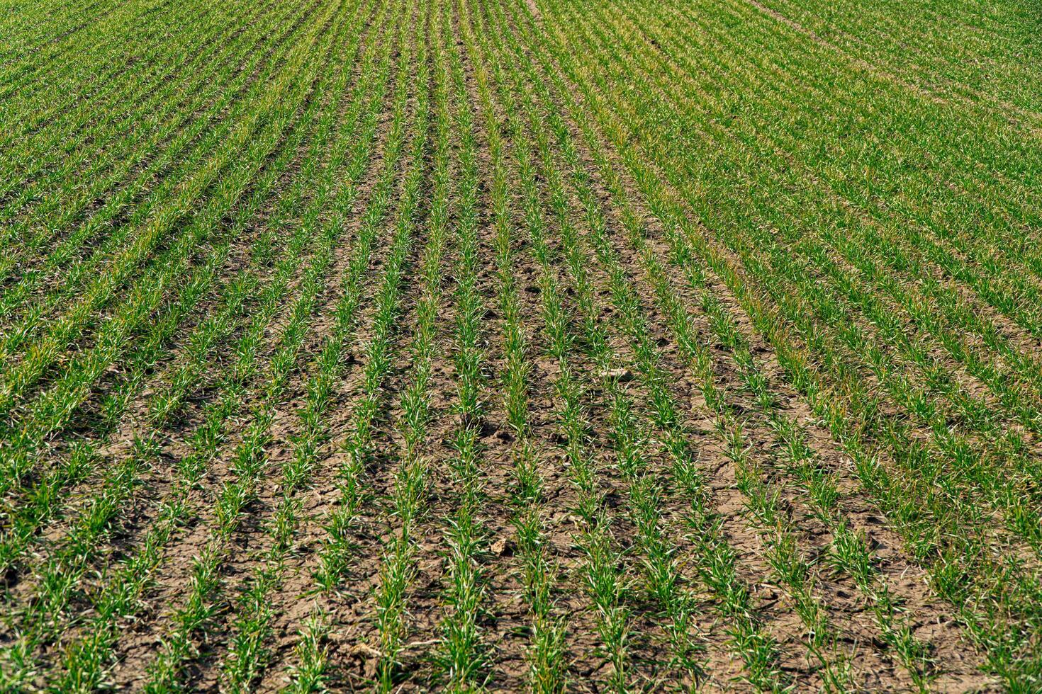 Green shoots of young winter wheat, on a farm sunny field. Agricultural fields with a large number of young green cereal wheat photo