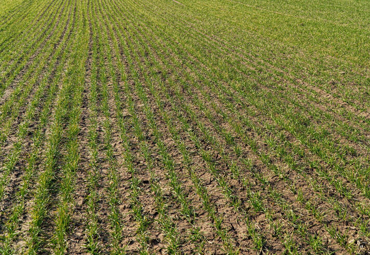 Sprouting wheat on agriculture field in a sunny day. Young green sprouts line photo
