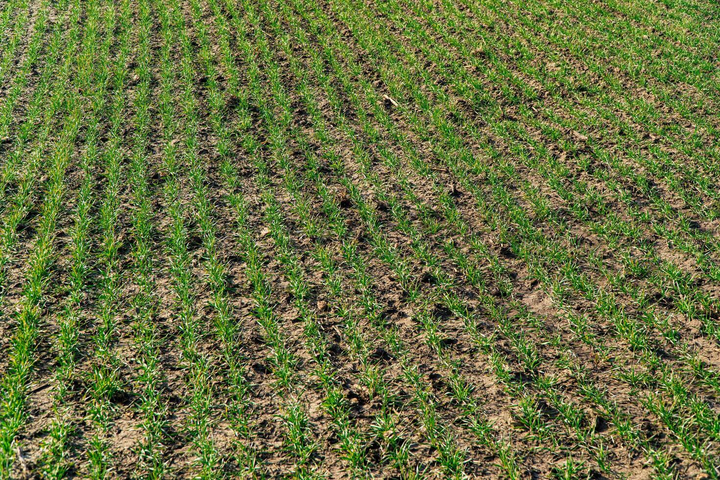 Sprout wheat field in early spring. Green wheat in the field photo