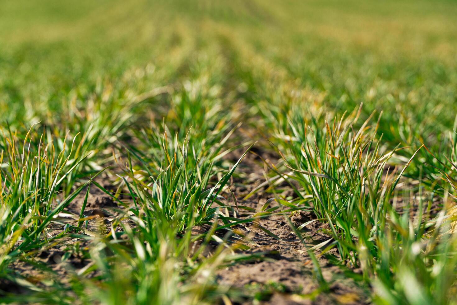 Young sprouts of wheat in early spring. Rows of green wheat. Concept of spring agriculture photo