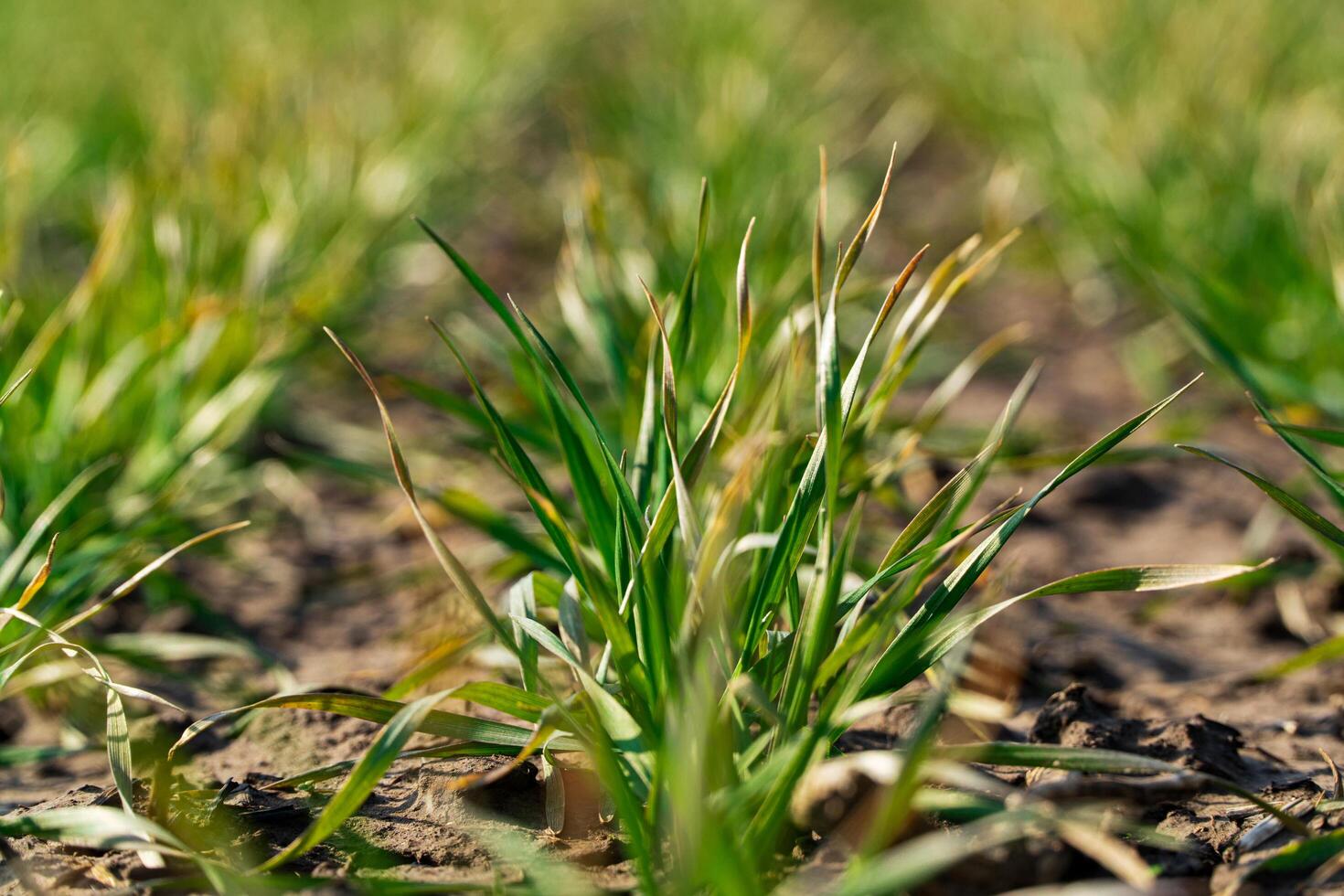 Young sprouts of wheat, closeup view. Selective focus photo