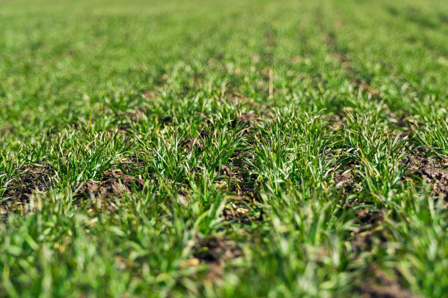 Field of young green wheat germ ripening under the sun. Close up on sprouting rye agriculture on a field. Agricultural business photo