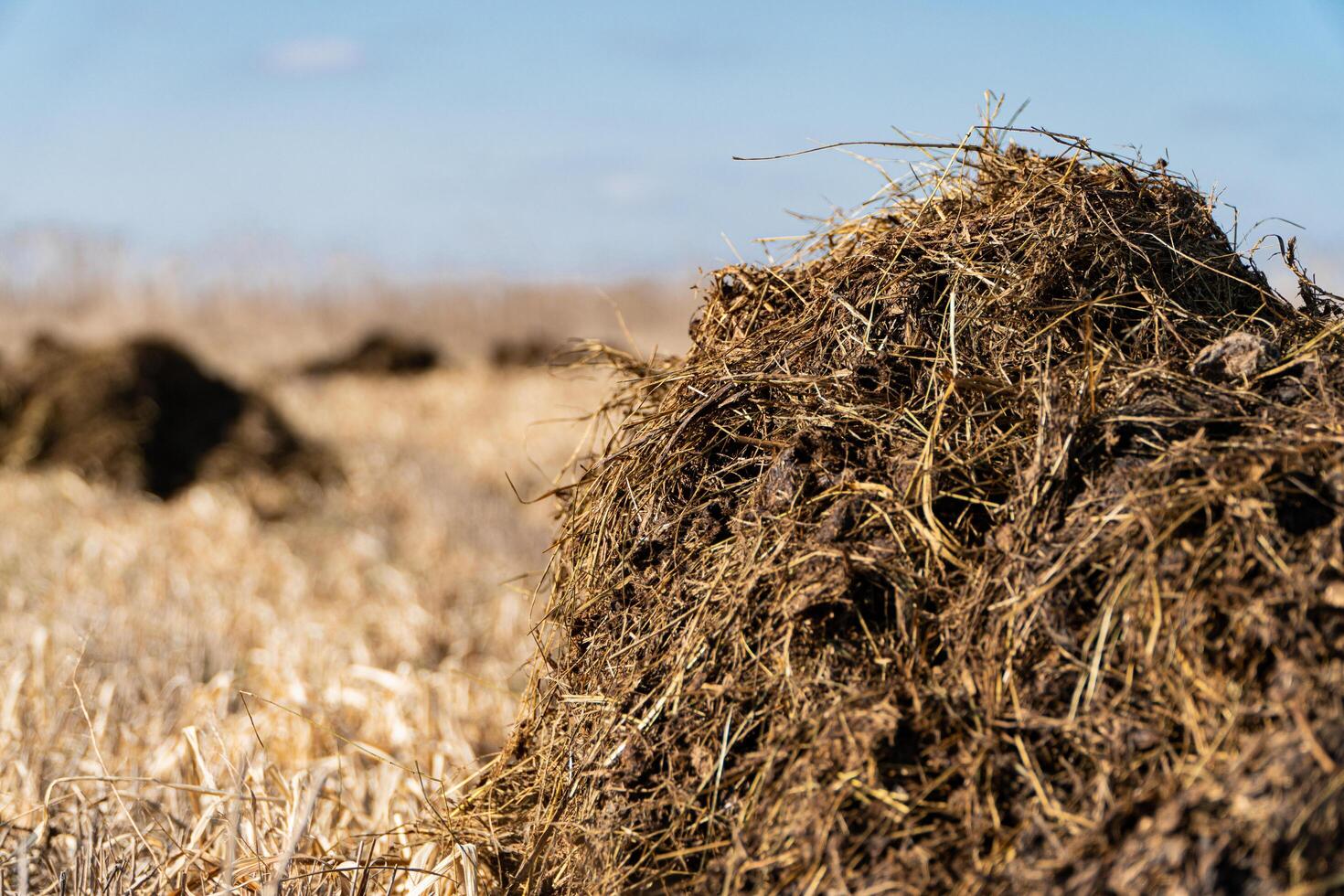 Manure or cow manure for cultivation and agriculture. Natural manure from livestock. Organic fertilizer photo